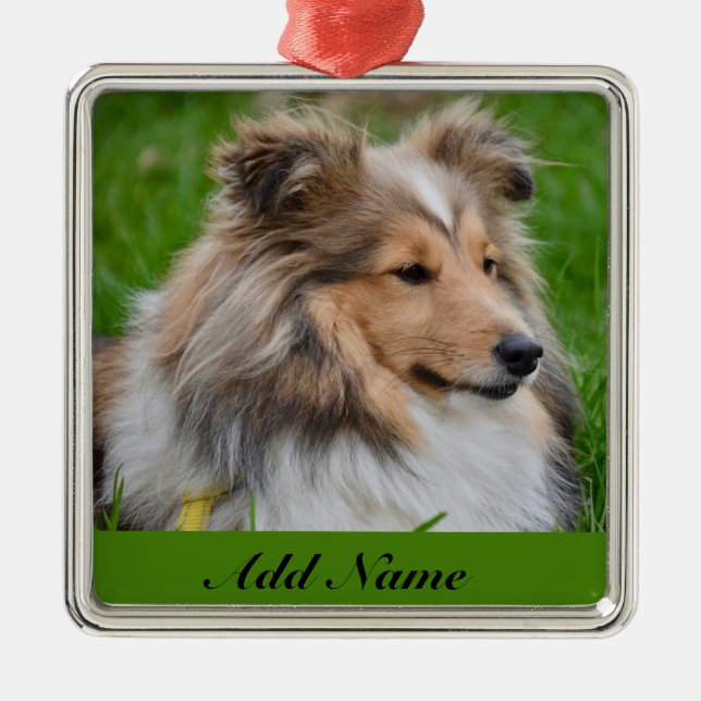 Adorno Metálico Perro shetland personalizado - Perro Sheltie (Frente)