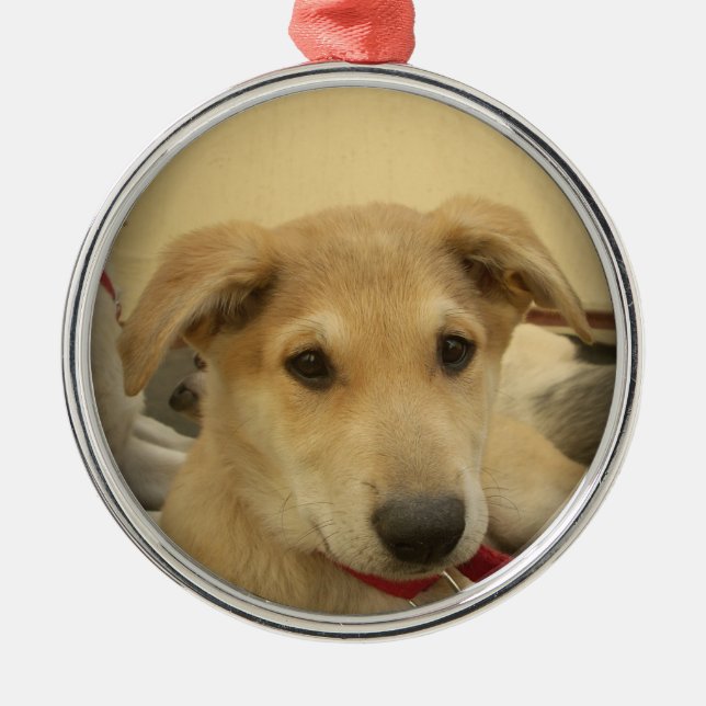 Adorno Metálico Perros y cachorros Cute Mans segundo mejor amigo.p (Frente)