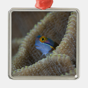 Adorno Metálico Pez mariposa (Blenniidae) asomando la cabeza