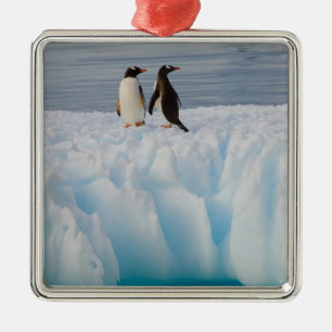 Adorno Metálico pingüino de gentoo, Pygoscelis Papua, en hielo gla