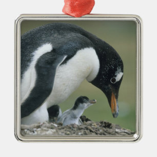 Adorno Metálico Pingüino de Gentoo, (Pygoscelis papua), Islas Malv
