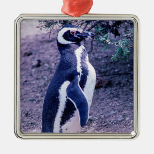 Adorno Metálico Pingüino de Magallanes en Península Valdés - Patag