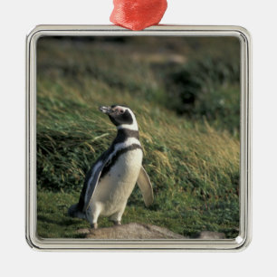 Adorno Metálico Pingüino de Magallanes (Spheniscus magellanicus),