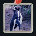 Adorno Metálico Pingüino Magallánico en Valdas Península - Patagon<br><div class="desc">Pingüino Magallánico en la Península Valdes - Patagonia,  Argentina. Los pingüinos se encuentran en 3 colonias diferentes (Punta Tombo,  Punta Norte y Punta Delgada) a lo largo de la costa de los Valdes Península.</div>