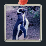 Adorno Metálico Pingüino Magallánico en Valdas Península - Patagon<br><div class="desc">Pingüino Magallánico en la Península Valdes - Patagonia,  Argentina. Los pingüinos se encuentran en 3 colonias diferentes (Punta Tombo,  Punta Norte y Punta Delgada) a lo largo de la costa de los Valdes Península.</div>