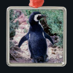 Adorno Metálico Pingüino Magallánico en Valdes Península - Argenti<br><div class="desc">Pingüino Magallánico en la Península Valdes - Argentina. Los pingüinos se encuentran en 3 colonias diferentes (Punta Tombo,  Punta Norte y Punta Delgada) a lo largo de la costa de los Valdes Península.</div>