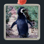 Adorno Metálico Pingüino Magallánico en Valdes Península - Argenti<br><div class="desc">Pingüino Magallánico en la Península Valdes - Argentina. Los pingüinos se encuentran en 3 colonias diferentes (Punta Tombo,  Punta Norte y Punta Delgada) a lo largo de la costa de los Valdes Península.</div>