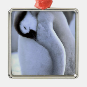 Adorno Metálico Pingüino Península Antártica, Mar de Weddell