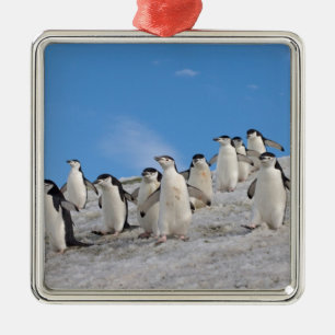 Adorno Metálico Pingüinos de Barbilla   Pygoscelis Antarctica