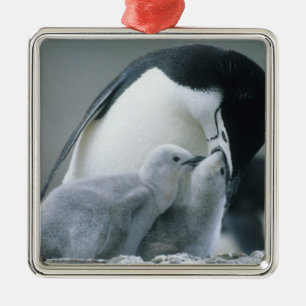 Adorno Metálico Pingüinos de collar, Pygoscelis antarctica),