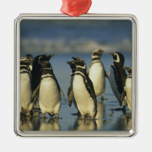 Adorno Metálico Pingüinos de Magallanes, Spheniscus