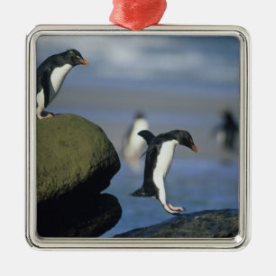 Adorno Metálico Pingüinos de Rockhopper, crisoven de los Eudyptes)