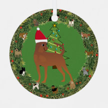 Pinscher en miniatura