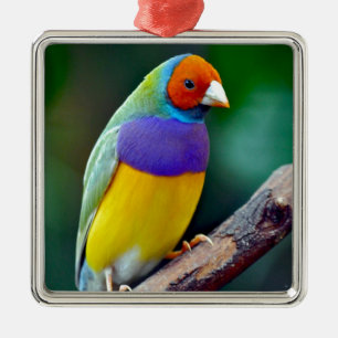 Adorno Metálico Pintado pinzón de Gould