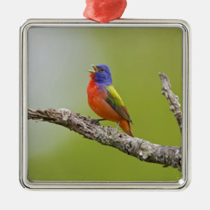 Adorno Metálico Pintor (Passerina ciris) macho cantando