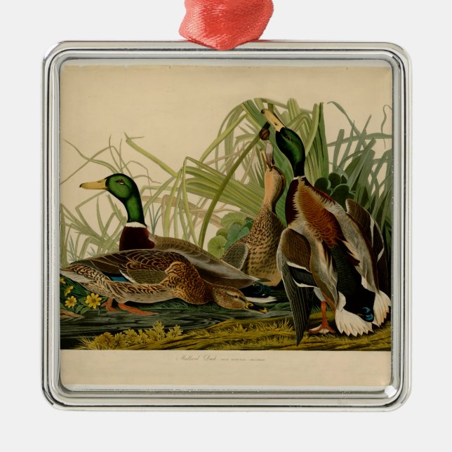 Adorno Metálico Pintura de pájaro de Mallard Duck Audubon (Frente)