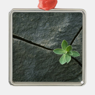 Adorno Metálico Planta que crece en Boulder agrietado