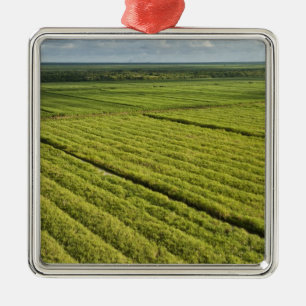 Adorno Metálico Plantaciones de caña de azúcar, Guyana