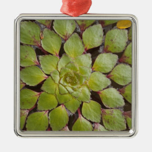 Adorno Metálico Plantas Acuáticas Rupununi, Guyana.
