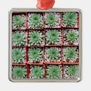 Adorno Metálico Plantas Suculentas Exóticas