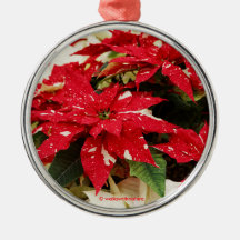 Poinsettias florales blancas rojas festivas