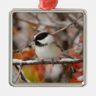 Adorno Metálico Pollito adulto con gorro negro en nieve