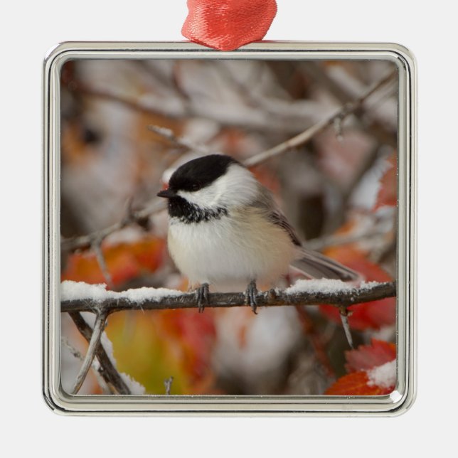 Adorno Metálico Pollito adulto con gorro negro en nieve (Frente)