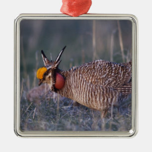 Adorno Metálico Pollito de pradera menor, Tympanuchus