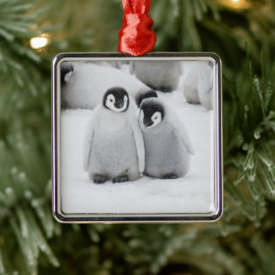 Adorno Metálico Polluelos de pingüino emperador en hielo en Antárt