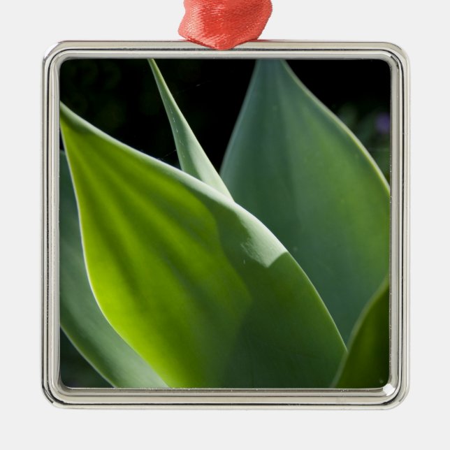 Adorno Metálico Portugal, Isla de Madeira, Funchal. Botánico (Frente)