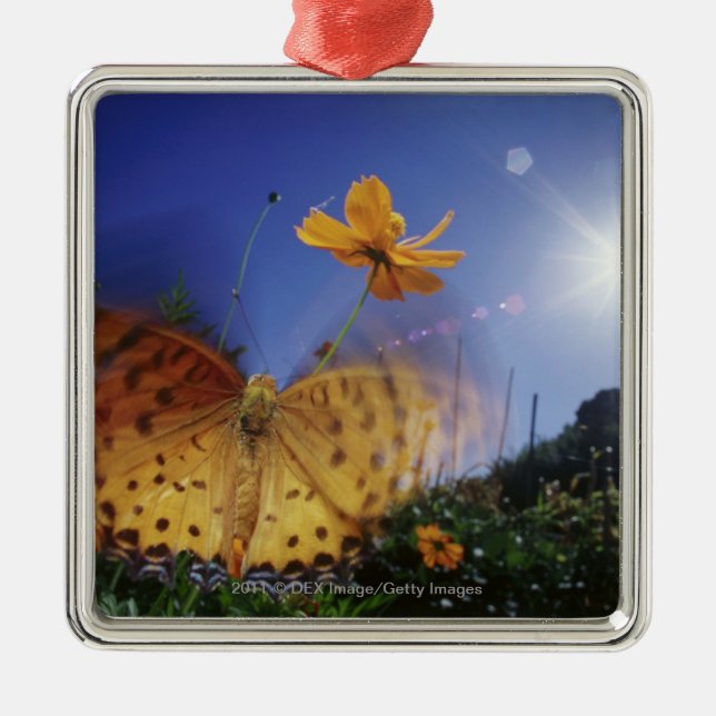 Adorno Metálico Primer de la mariposa, agitando las alas (Frente)