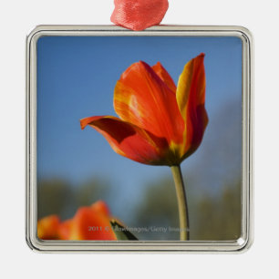 Adorno Metálico Primer de las flores del tulipán