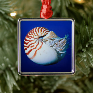 Adorno Metálico Primer Plano De Nautilus Camerado