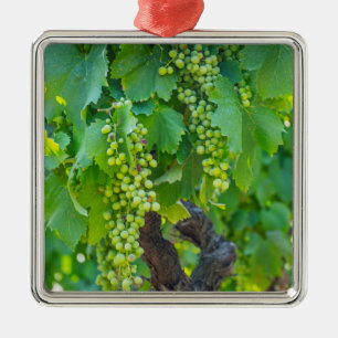 Adorno Metálico Primer plano de uvas madurando