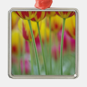 Adorno Metálico Primer plano del envés de la flor de tulipán, 3