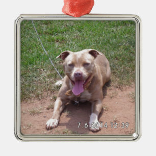 Adorno Metálico Productos del pitbull