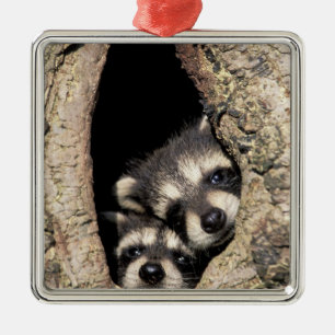 Adorno Metálico Raccoons para bebés en cavidad de árbol Procyon