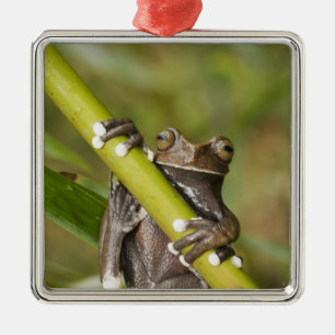 Adorno Metálico Rana arborícola cautiva de Tapichalaca Hyloscirtus