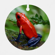 Rana Dart de veneno rojo y azul