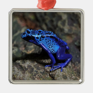 Adorno Metálico Rana de envenenamiento azul, Rana azul brillante