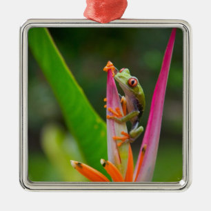Adorno Metálico Rana de ojos rojos, Costa Rica