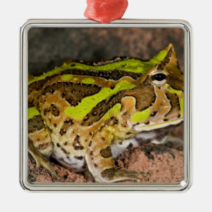 Adorno Metálico Rana del cuerno brasileña, Ceratophrys cornuta, na