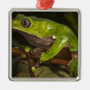 Adorno Metálico Rana hoja gigante (Phyllomedusa bicolor) 3