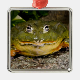 Adorno Metálico Rana toro africana, Pyxicephalus