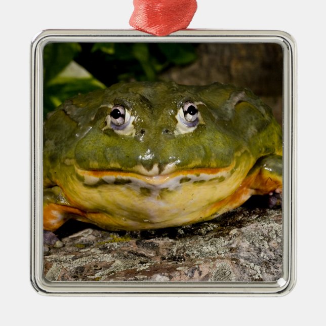 Adorno Metálico Rana toro africana, Pyxicephalus (Frente)