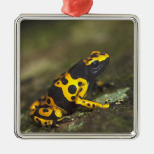 Adorno Metálico Rana venenosa de bandas amarillas Dendrobates
