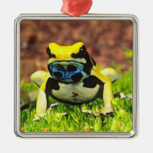 Adorno Metálico Rana venenosa tinctoria, Dendrobates tinctorius,