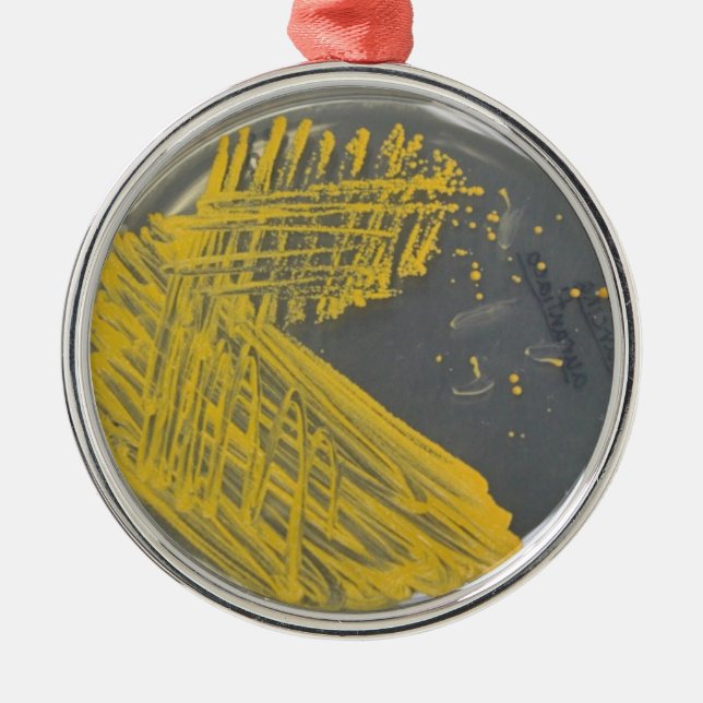 Adorno Metálico Raya del aislamiento de bacterias (Frente)