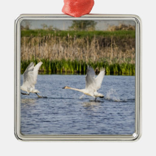 Adorno Metálico Raza par de cisnes de tundra despegue para