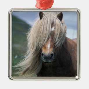 Adorno Metálico Reino Unido, Escocia, Islas Shetland, pony de Shet